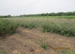 Розсадник декоративних і лісових культур в урочищі ,,Дальницький ліс,, Великодолинського ЛГ